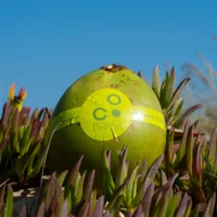 coco-brasil-produto (1)